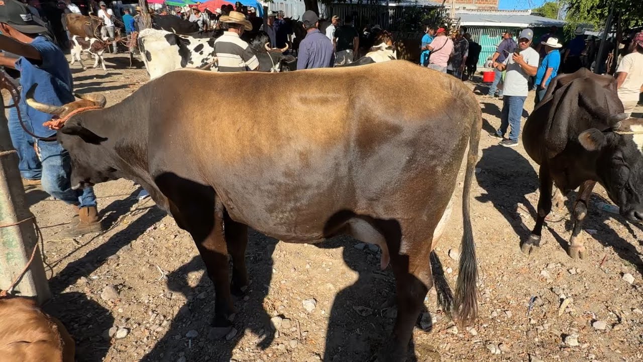 Vacas bien lecheras en el Tiangue San Rafael cedros
