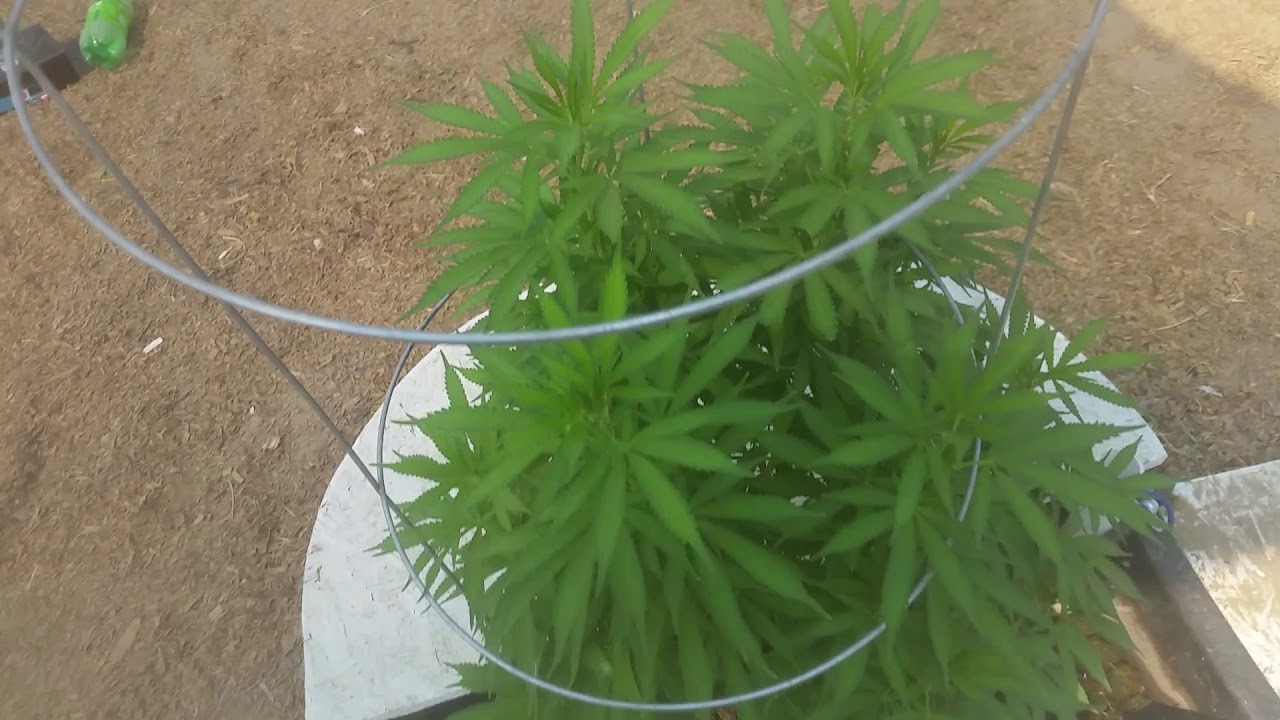2018 video #15 outdoor hydroponics marijuana grow deep water culture.