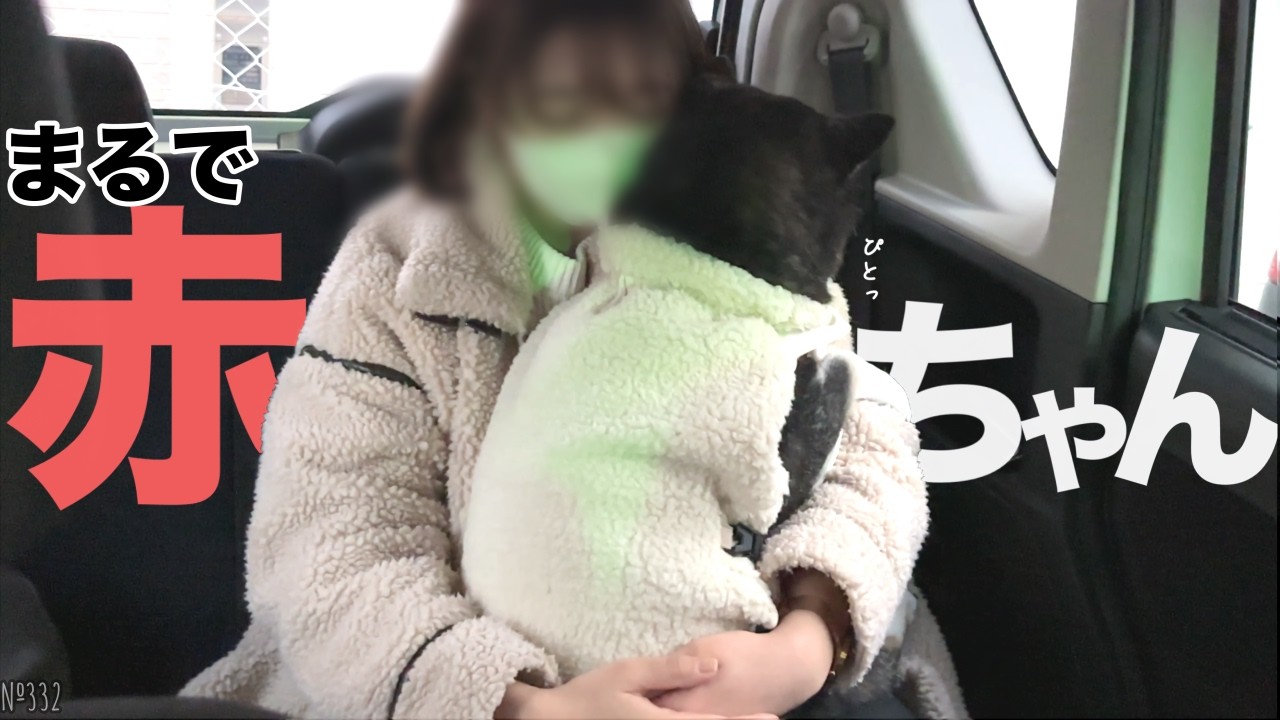 【お姉ちゃんとお別れ】まるで人間の赤ちゃんのようにお姉ちゃんに抱っこして甘える柴犬（№332）