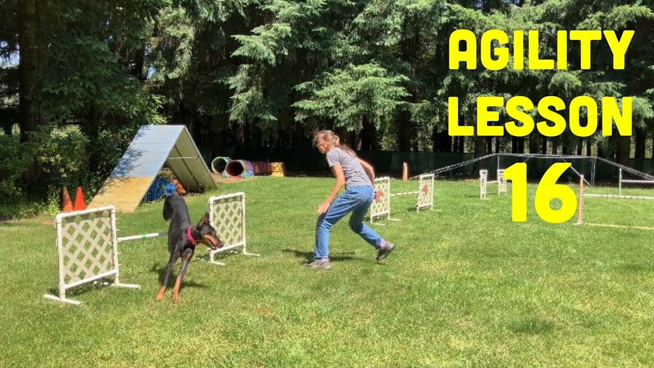 Beginning Dog Agility 16th Lesson