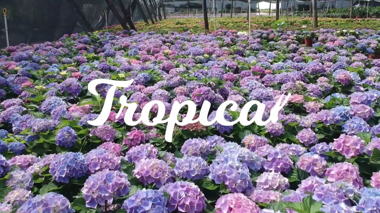 Tropical Plants of Florida
