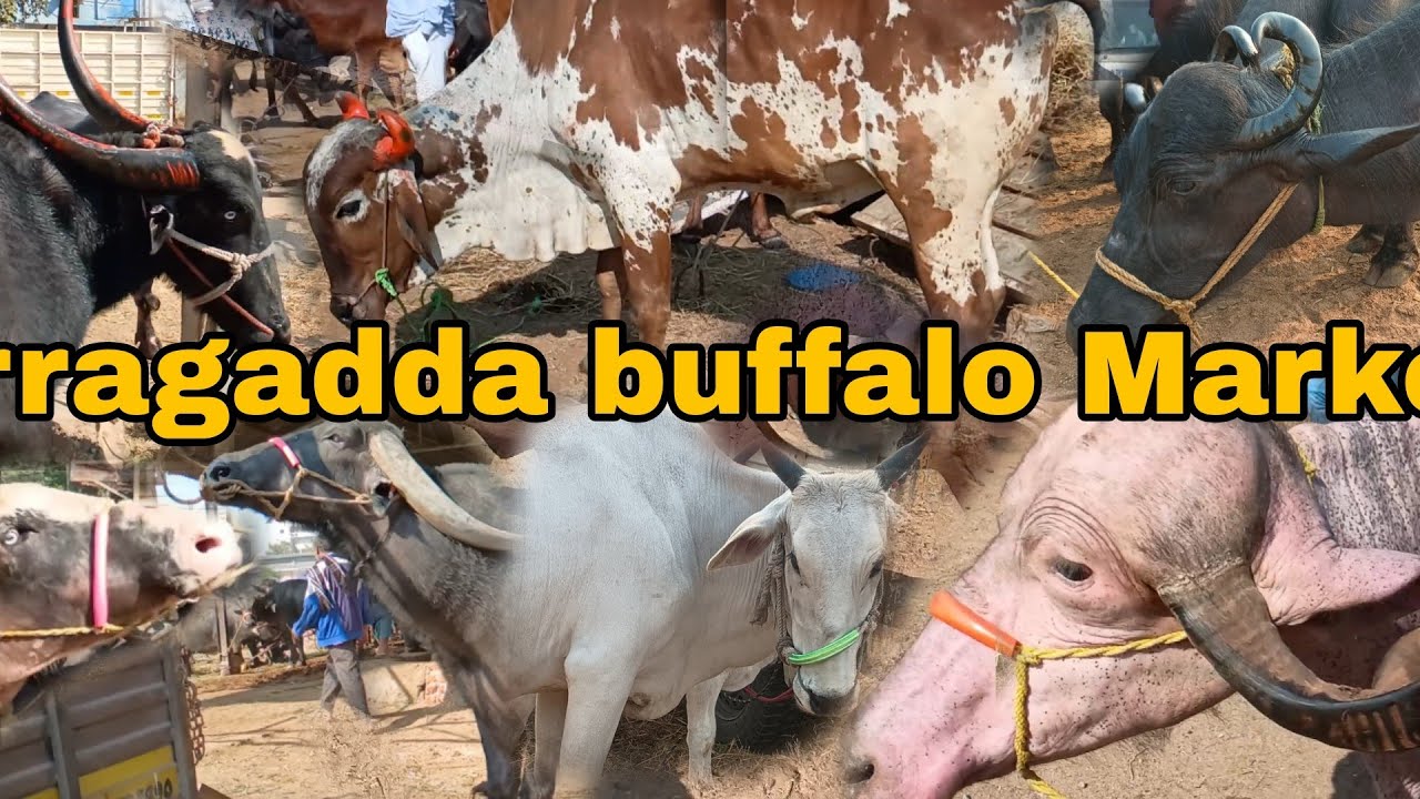 Erragadda sunday buffalo market  / today's video / jaffarabadi /murrah buffalo /hiefer cows buffalo 