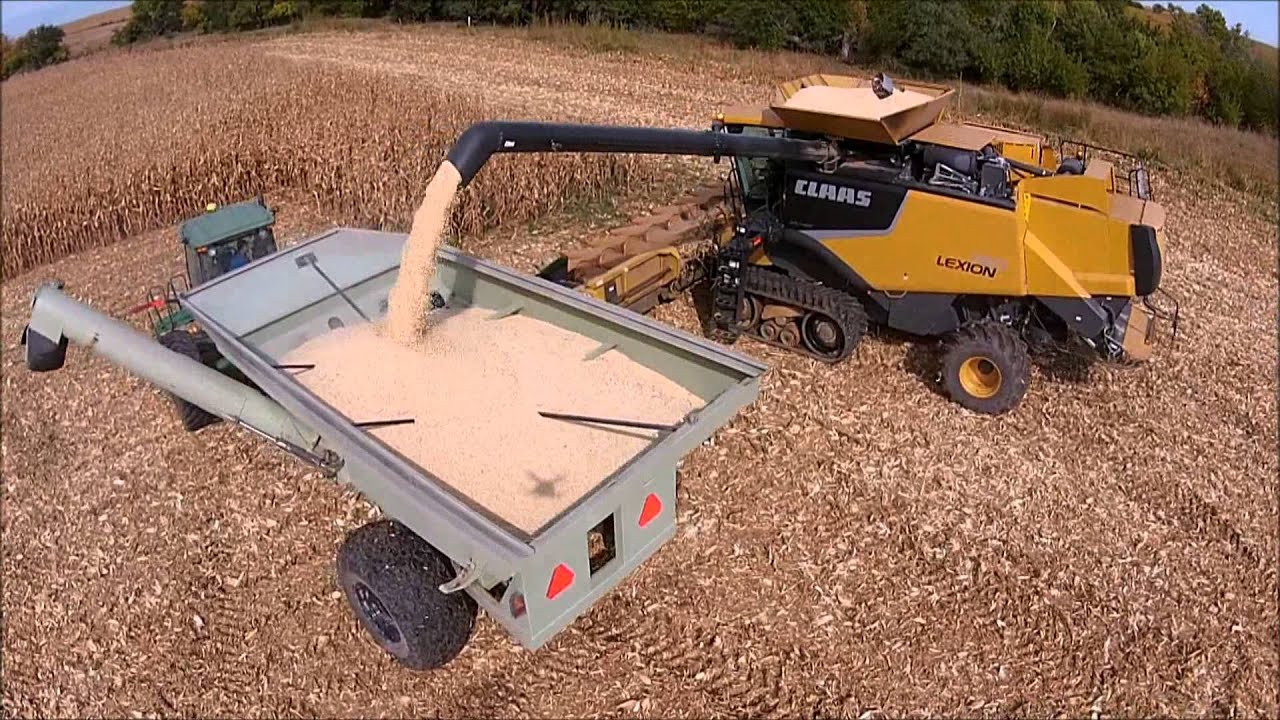White Corn Harvest