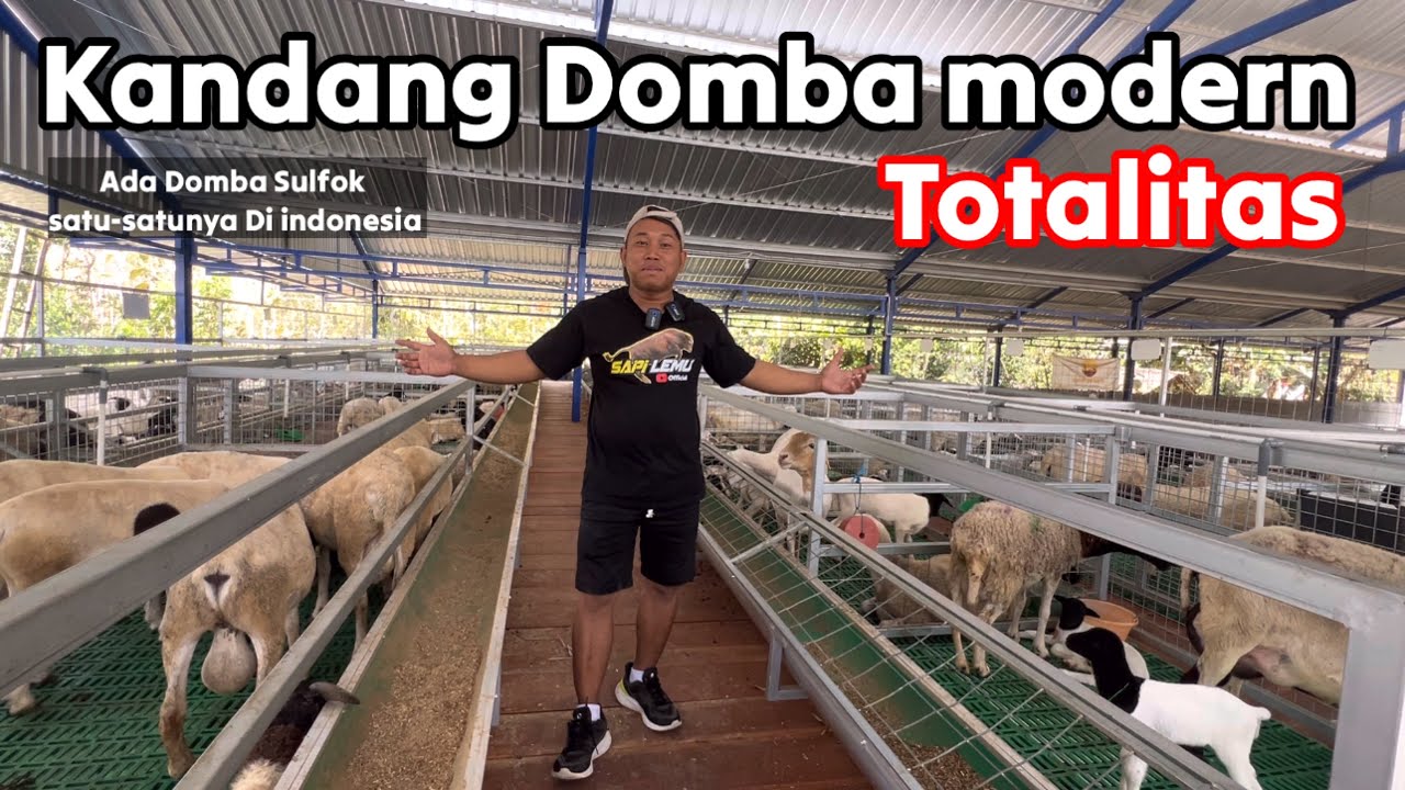 IDE KANDANG DOMBA MODERN MEGAH TERNAK TOTALITAS ‼️🔥
