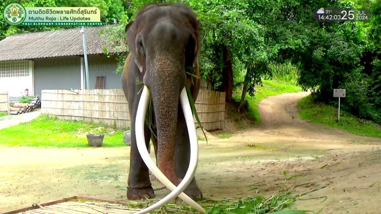 ตามติดชีวิต #พลายศักดิ์สุรินทร์ 25 ก.ค. 2567 แถมตัดเล็บเบาๆ ท้ายไลฟ์