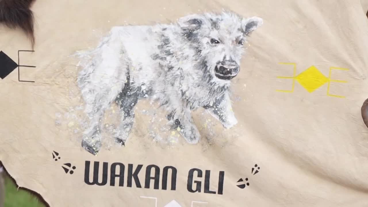 Significance of white bison calf in Yellowstone (MTN Outdoors)