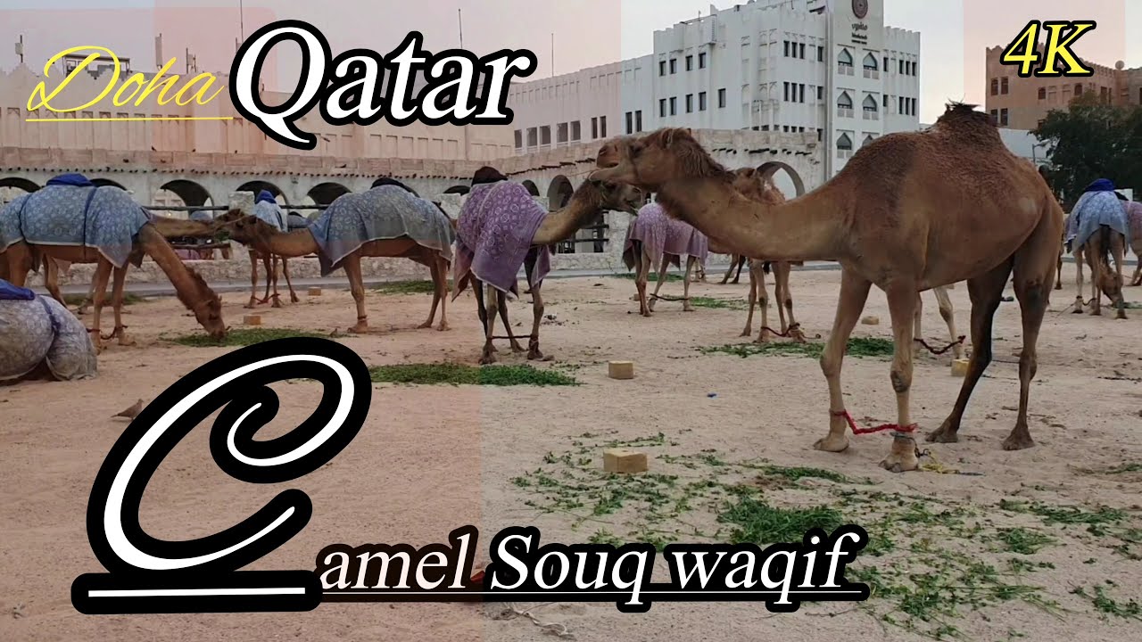 Souq waqif Camel & horse Doha Qatar 🇶🇦