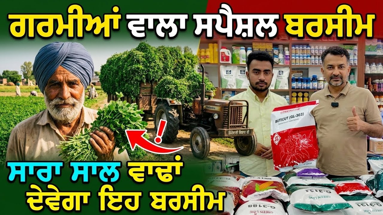 ਪੂਰਾ ਸਾਲ ਵਾਢਾਂ ਦੇਣ ਵਾਲਾ , ਗਰਮੀਆਂ ਵਾਲਾ ਸਪੈਸ਼ਲ ਬਰਸੀਮ Summer Special Fodder: Green Line Buticut