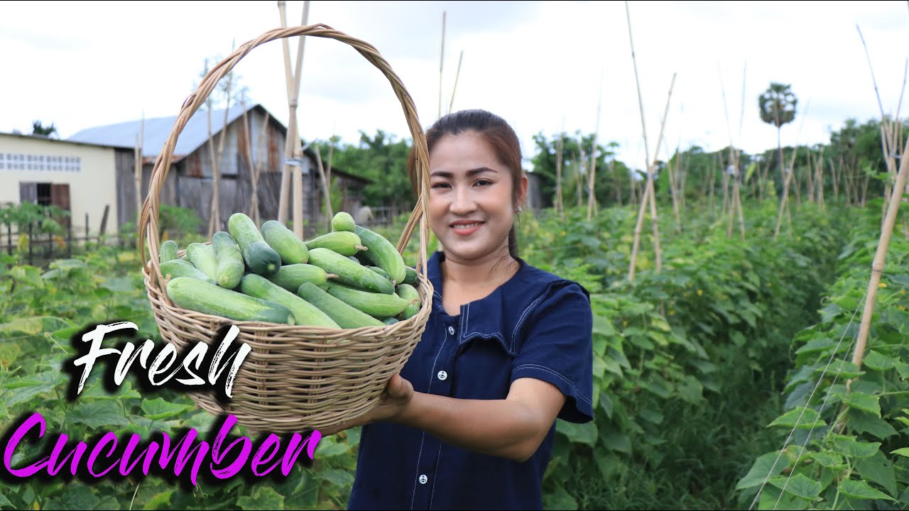 Pick Fresh Cucumbers For My Recipe / Steamed Vegetable Dipping Sauce Recipe / Cooking With Sreypov