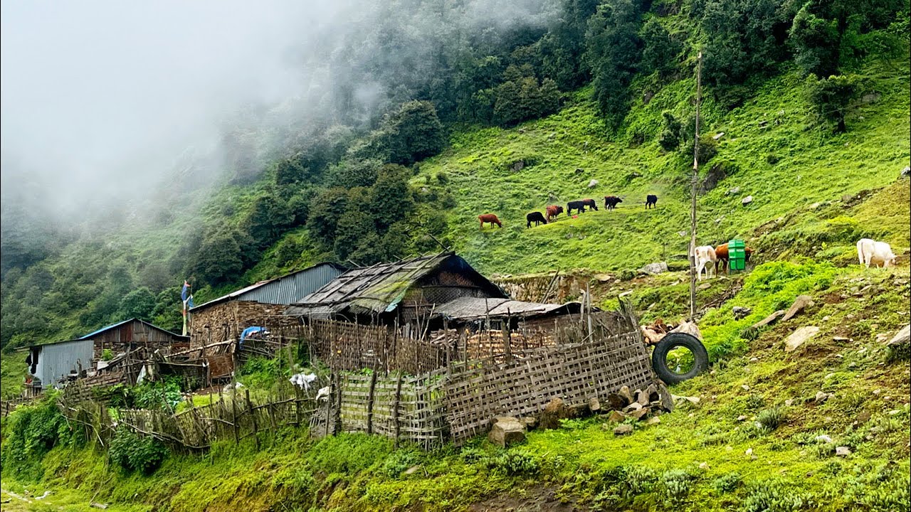 Living Very Hard Life in Nepali Mountain Village | Simple Nepali Village Lifestyle | BijayaLimbu
