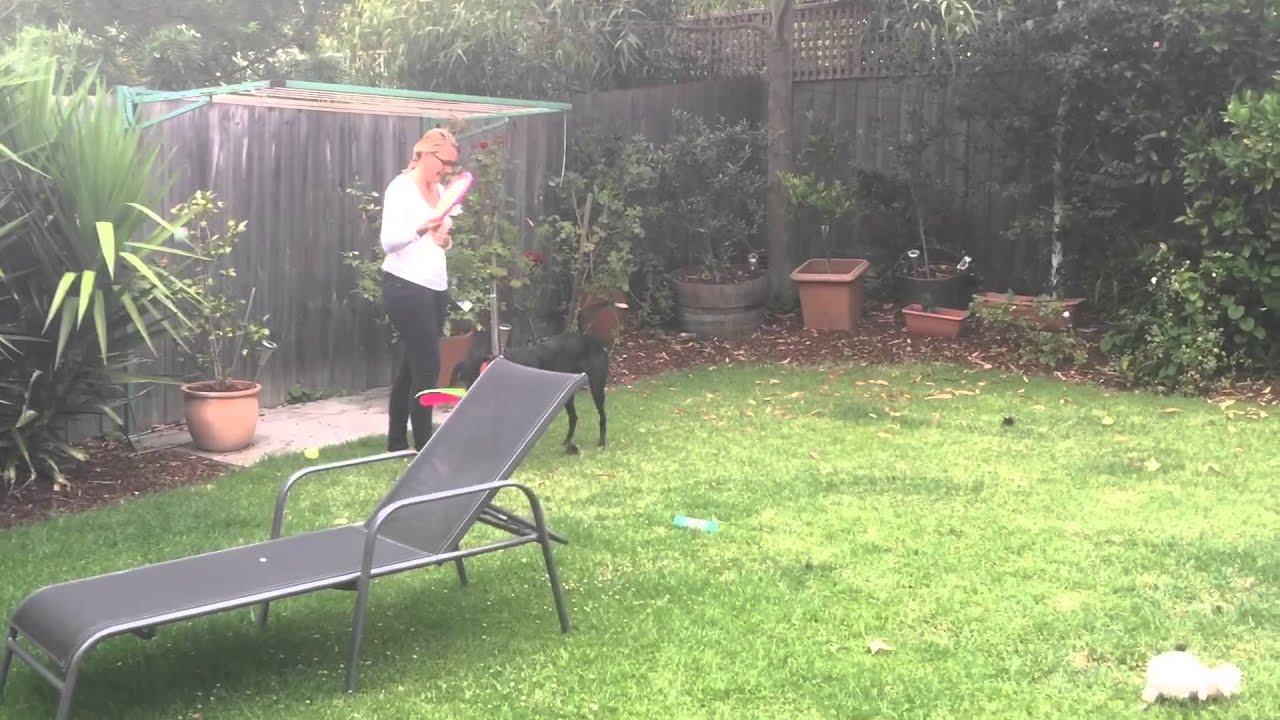 What a happy greyhound looks like
