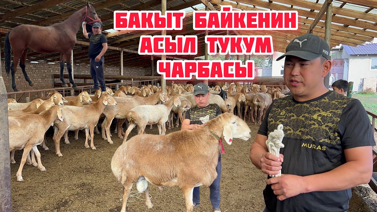 Бакыт байкенин асыл тукум чарбасы +996 557 708162