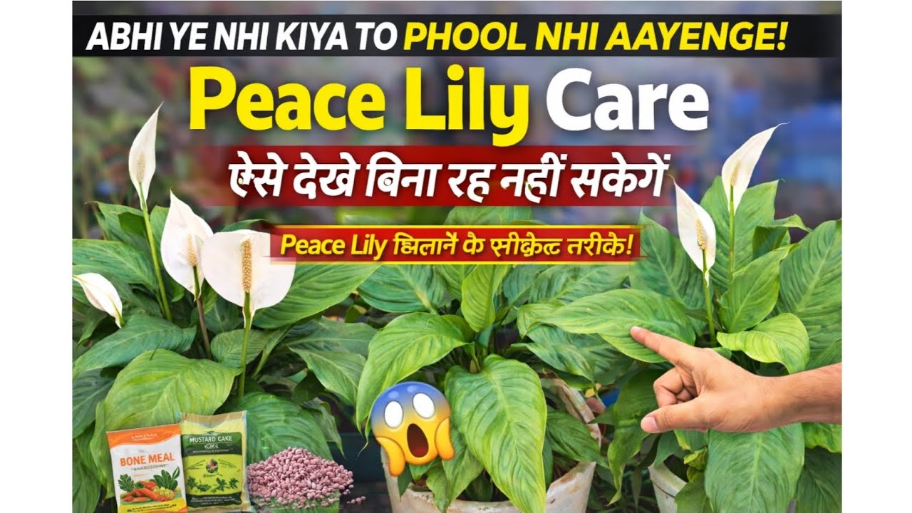 पीस लिली (Peace Lily) फरवरी केयर टिप्स: सूखते हुए पौधे को ऐसे बचाएं! ✨🌱*