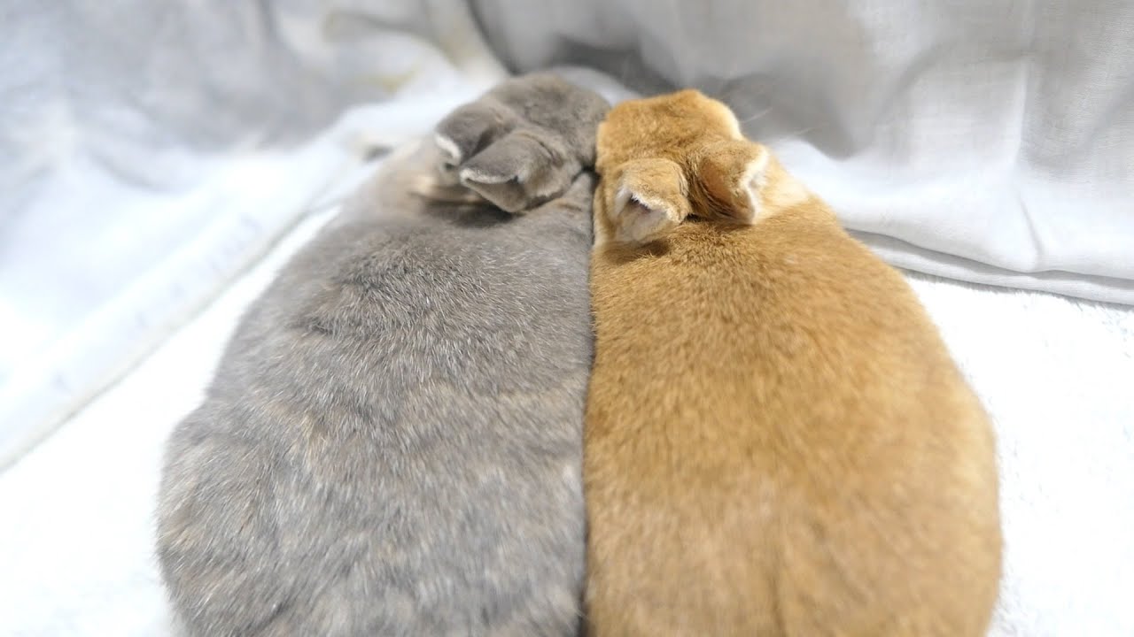 片思いが実ったうさぎ