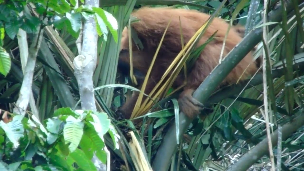 KASIH SAYANG ORANGUTAN MENGASUH ANAK