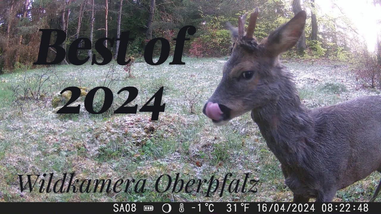 Best of 2024 der Wildkamera Oberpfalz