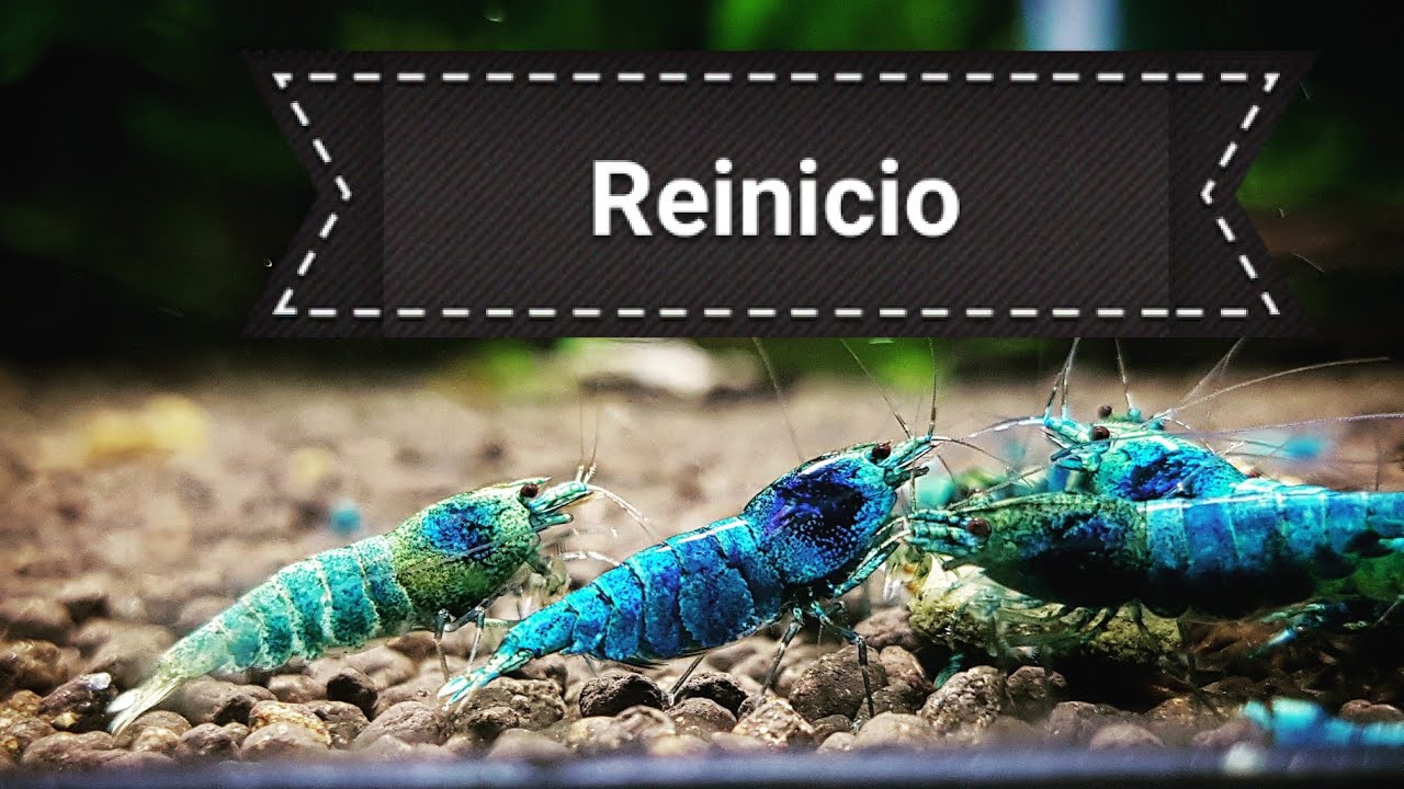 Reinicio gambario de caridinas