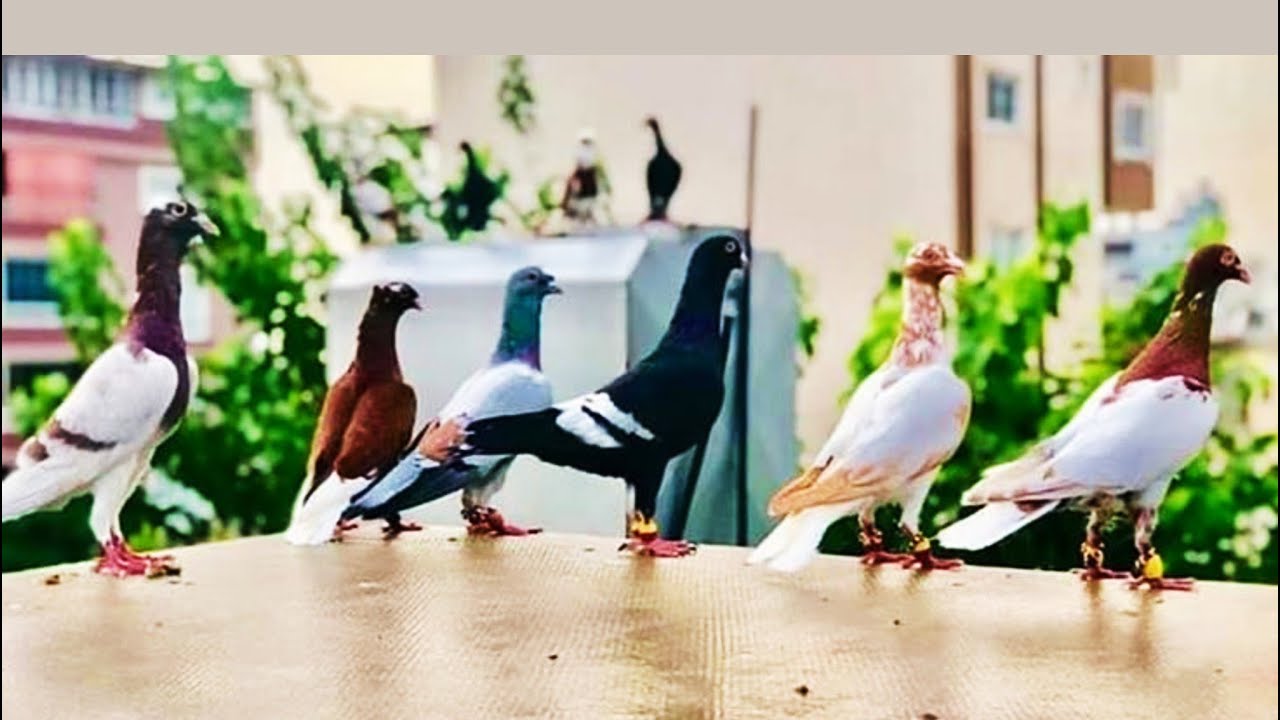 شراء 40 حبه طيور حمام كش وطواير مخاليف من منطقة جبل الزهور عمان