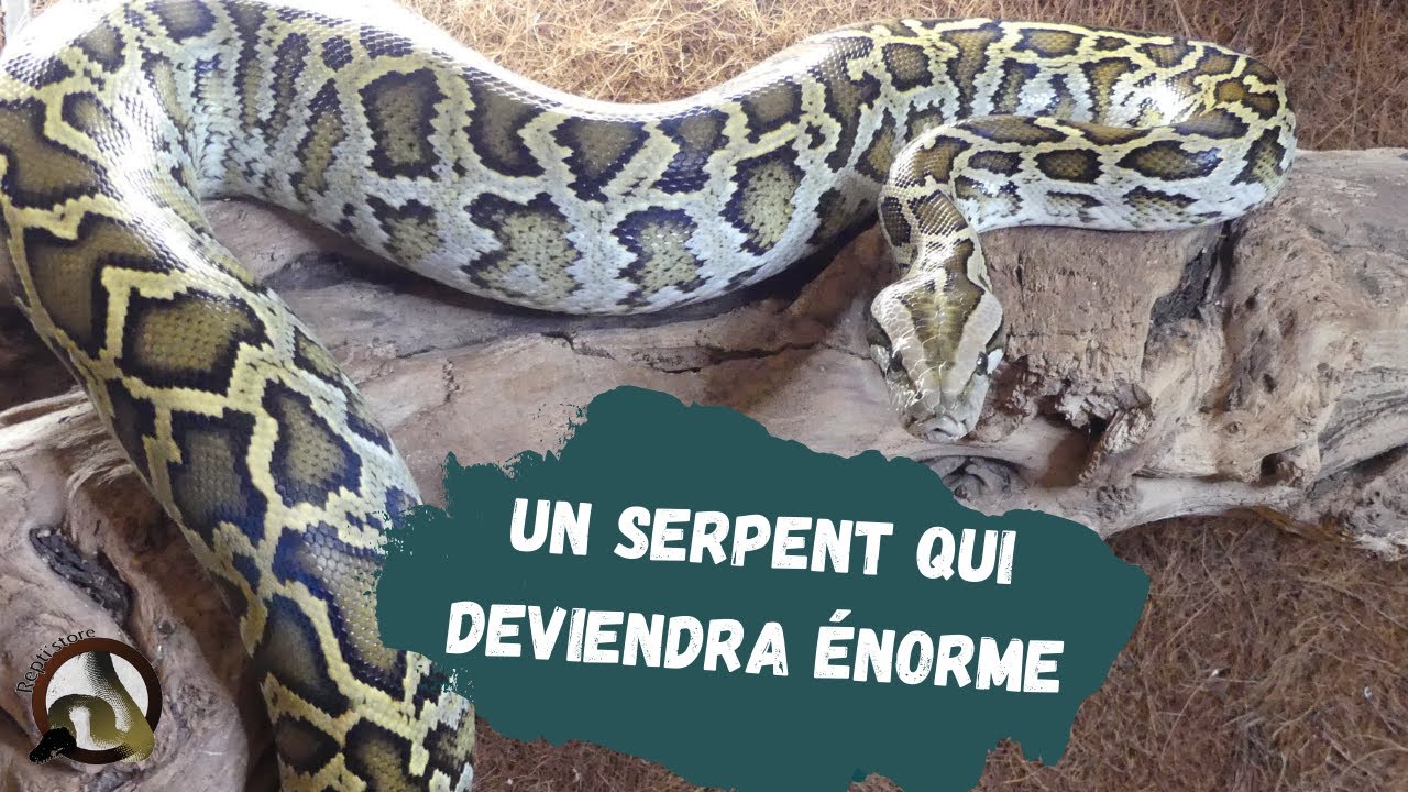 Jaba mon PYTHON BIRMAN ( molure ) !!!