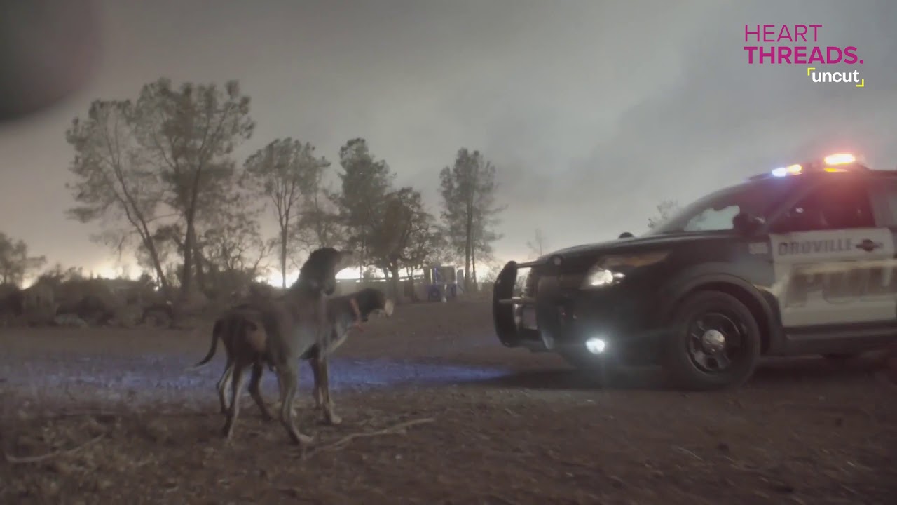 Raw video: Journalists rescue trapped dogs from Camp Fire | California Giving
