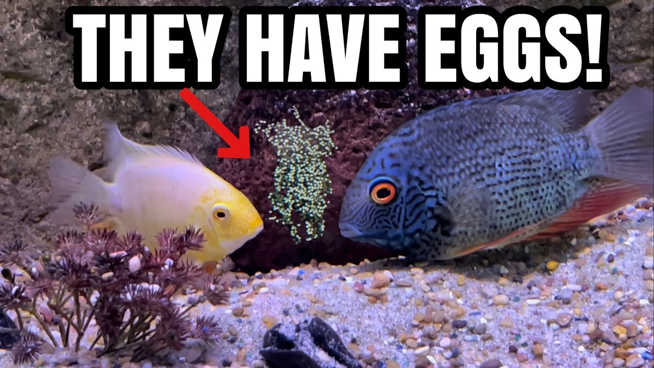 I FOUND CICHLID EGGS IN MY AQUARIUM!