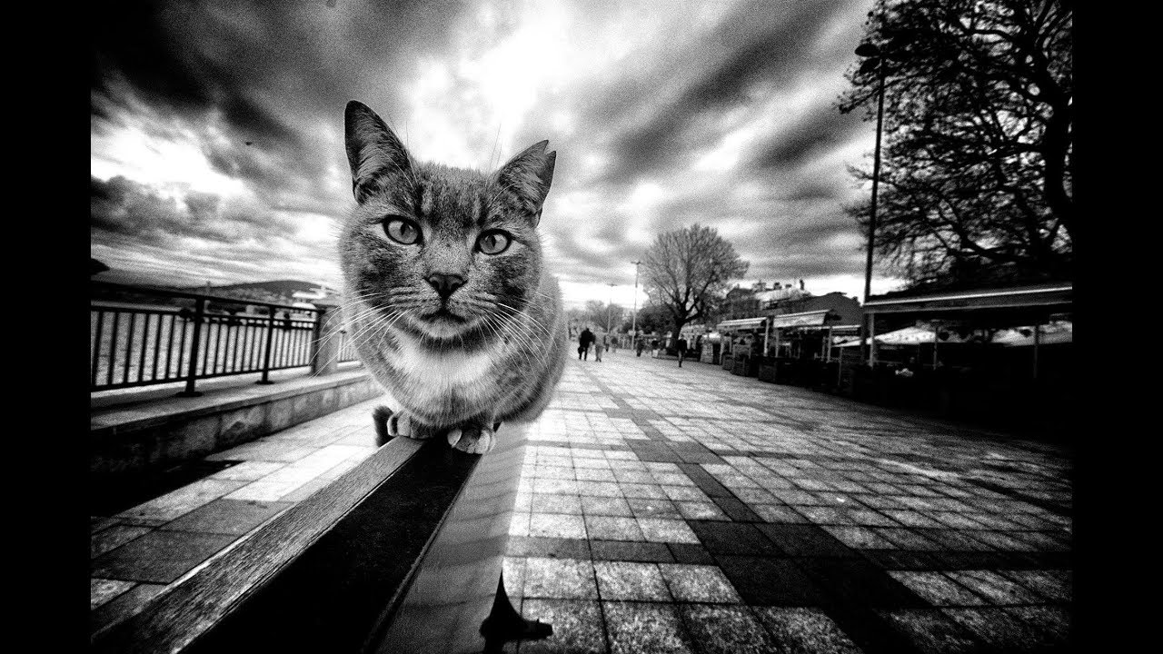Street Photography: Top Selection - July 2017 -