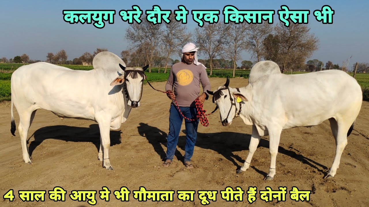 4 साल की आयु मे भी गौमाता का दूध पीते हैं ये बैल👌कलयुग भरे दौर मे एक किसान ऐसा भी Most Beautiful Ox