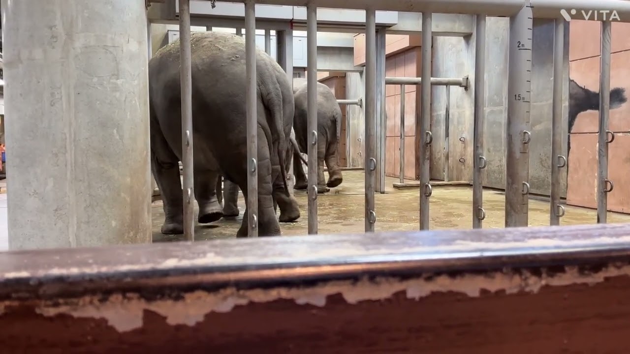うららちゃん進路妨害？   東山動植物園　ゾージアム　アジアゾウ　2025.2.24（月）　elephant
