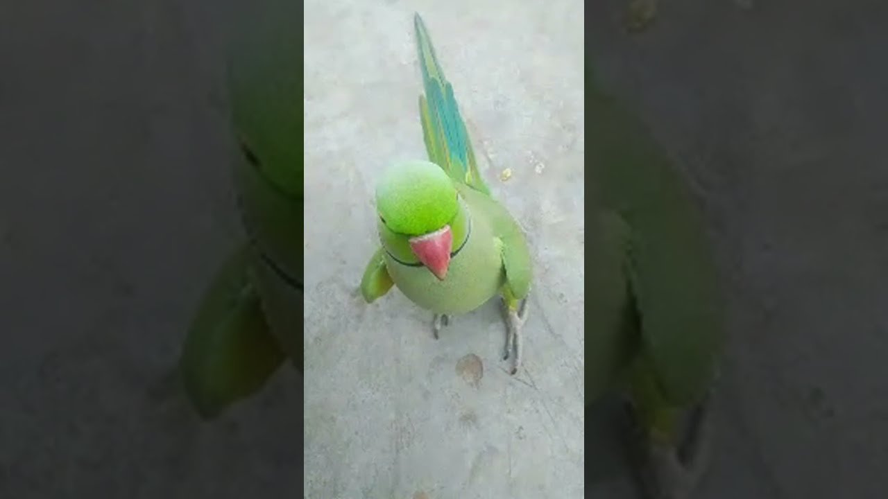 Jemindar Kumar is live you have been on the other hand✋👋👋👋✋ on me up parrot 🦜🦜🦜🦜🦜🦜🦜🦜🦜🦜🦜🦜🦜🦜🦜🦜🦜 