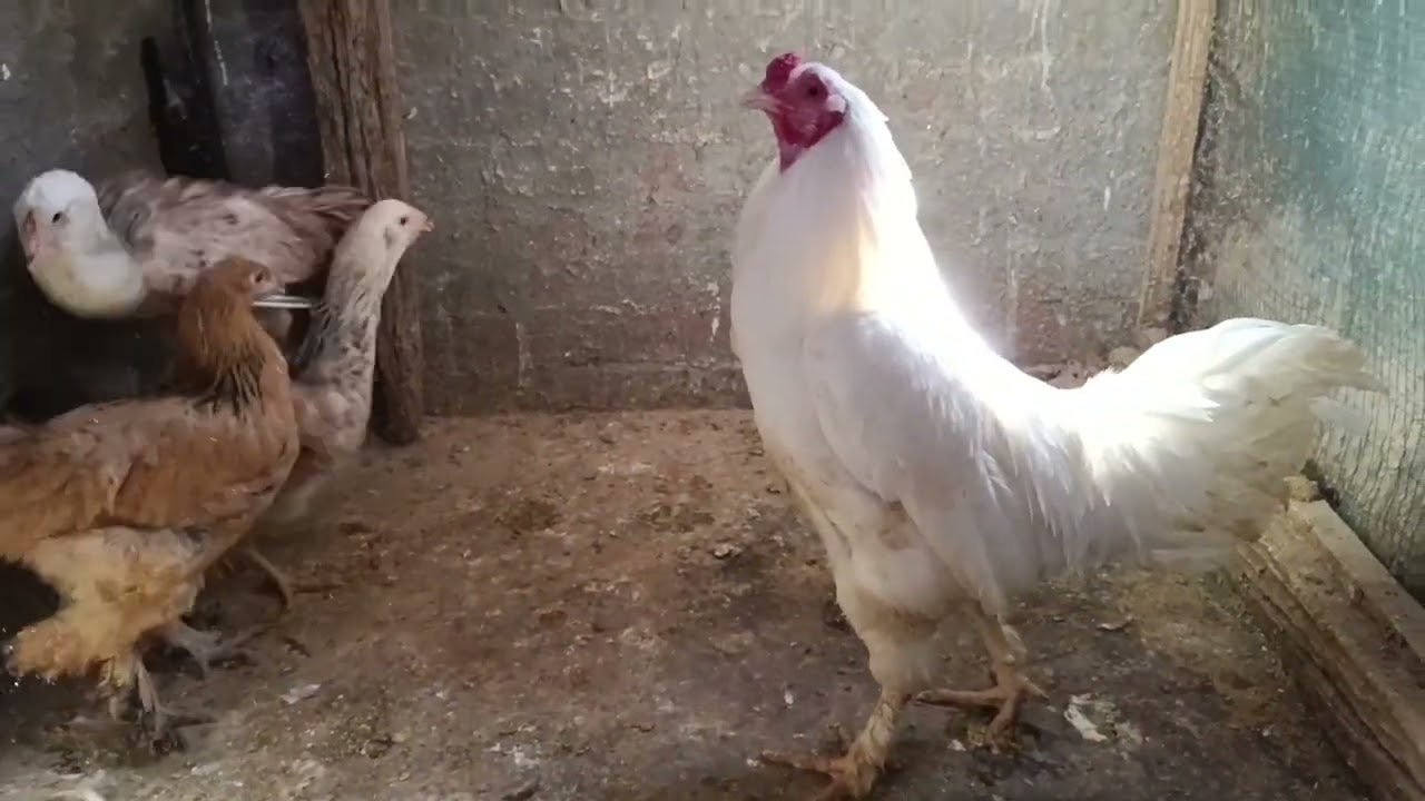 رجعنا لتنقلات طيورنا من جديد