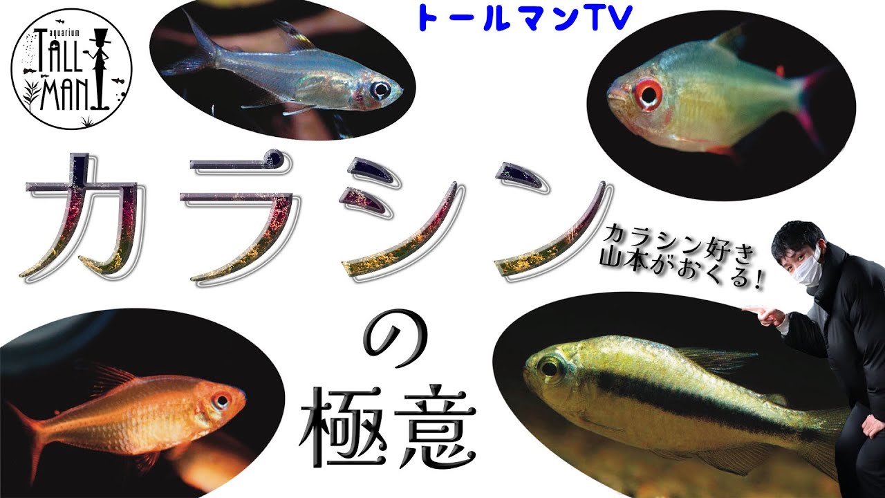 カラシン大好き山本によるカラシンの極意！！！