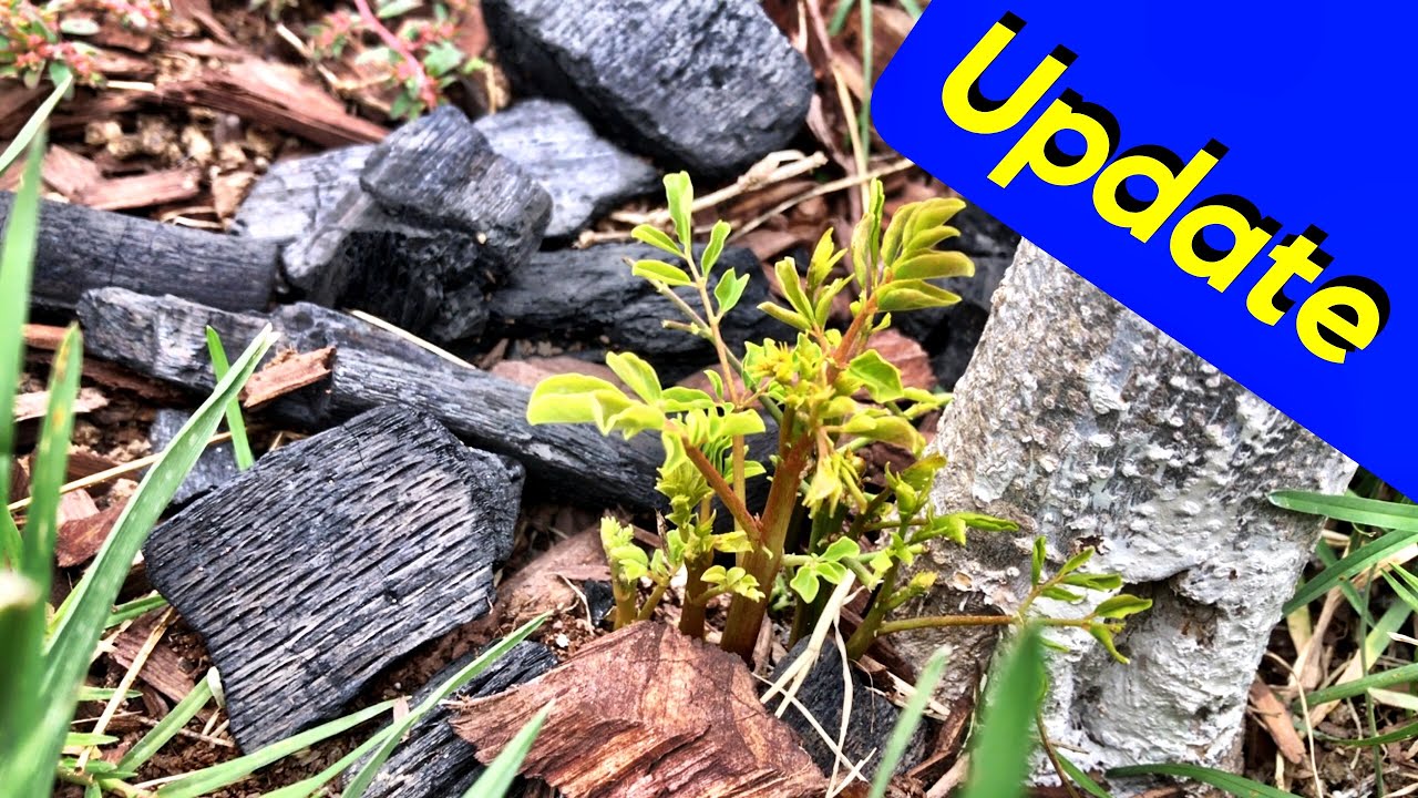 Moringa Oleifera Tree California Update (Horseradish Tree)