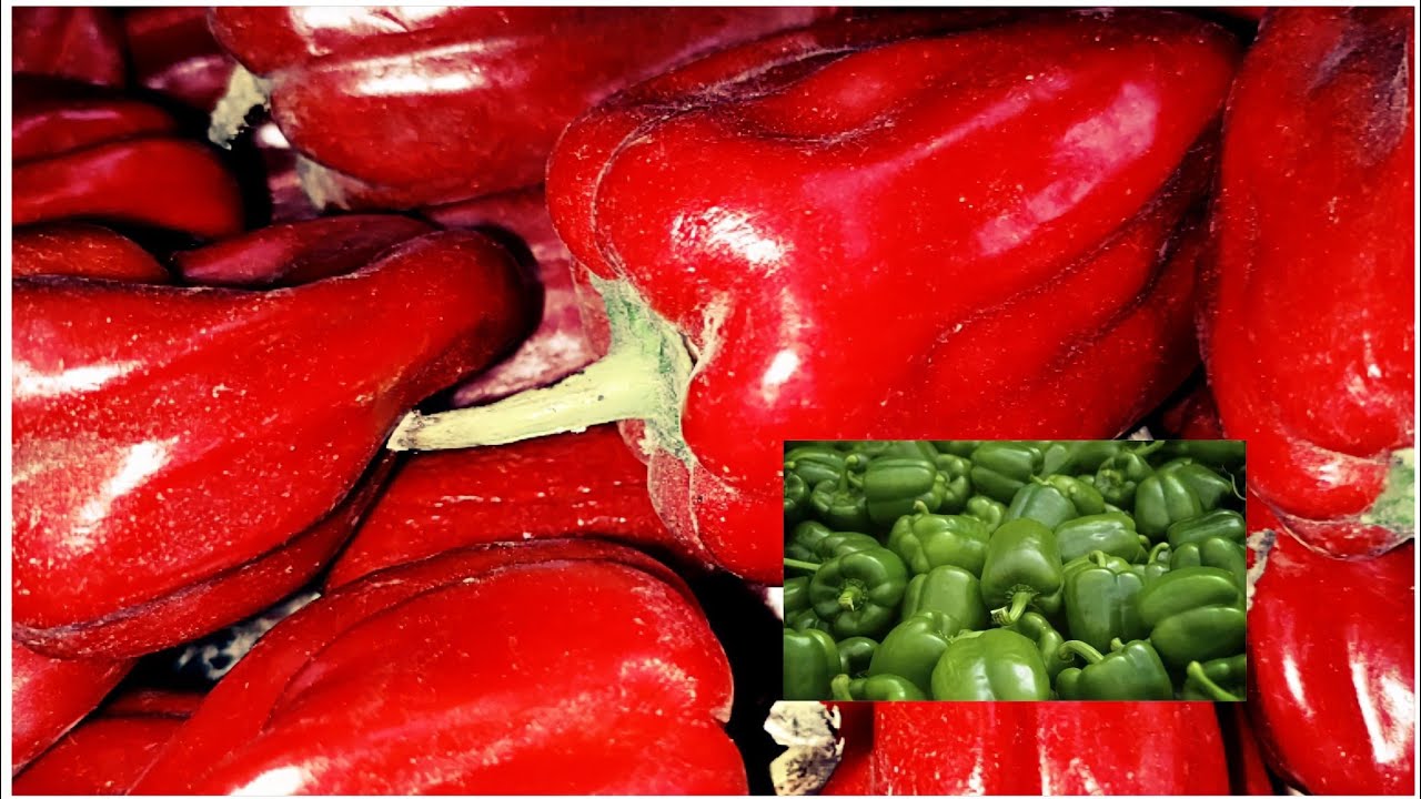 تحويل الفلفل الأخضر إلي فلفل أحمر بمعلقه واحده بس من البيت🌶️🌶️من غير ما يعفن ولا طعمه يتغير 👈شوفي 🏃