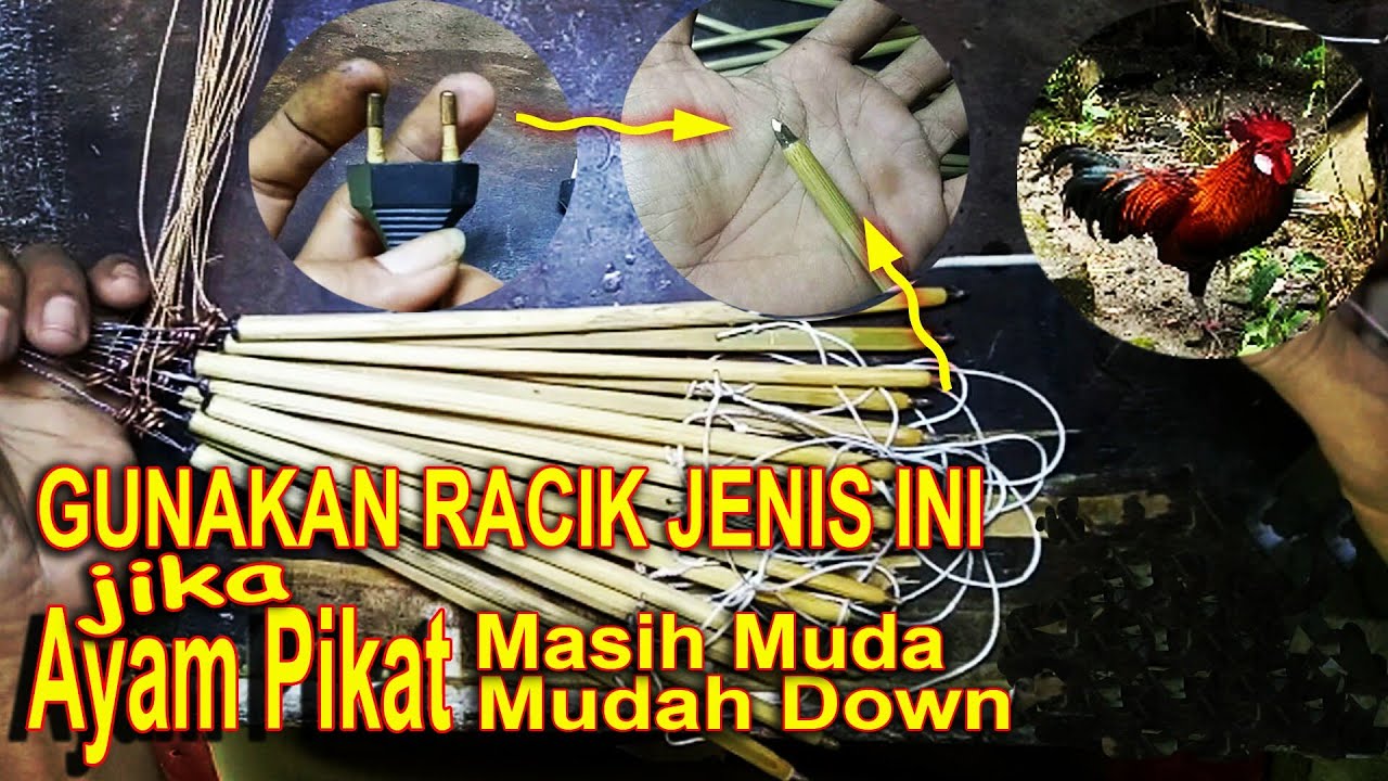 Solusi Aman Buat Ayam Pikat !! CARA MUDAH MEMBUAT RACIK TARUNG ATAU JERAT AYAM HUTAN TIANG BAMBU * *