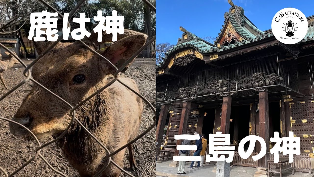 鹿は神様？年越し間近の三嶋大社を歩いてみた 〜静岡Vlog〜