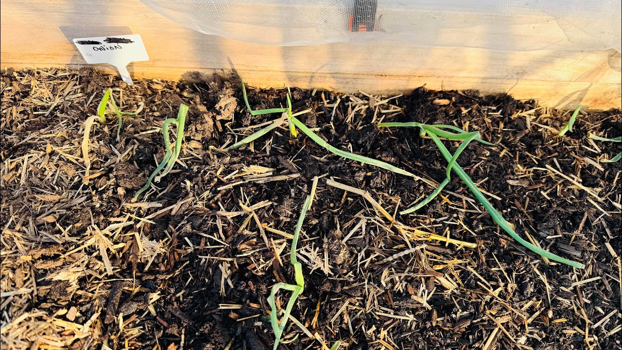 Garden under snow and frozen! | Hope my vegetables makes it.