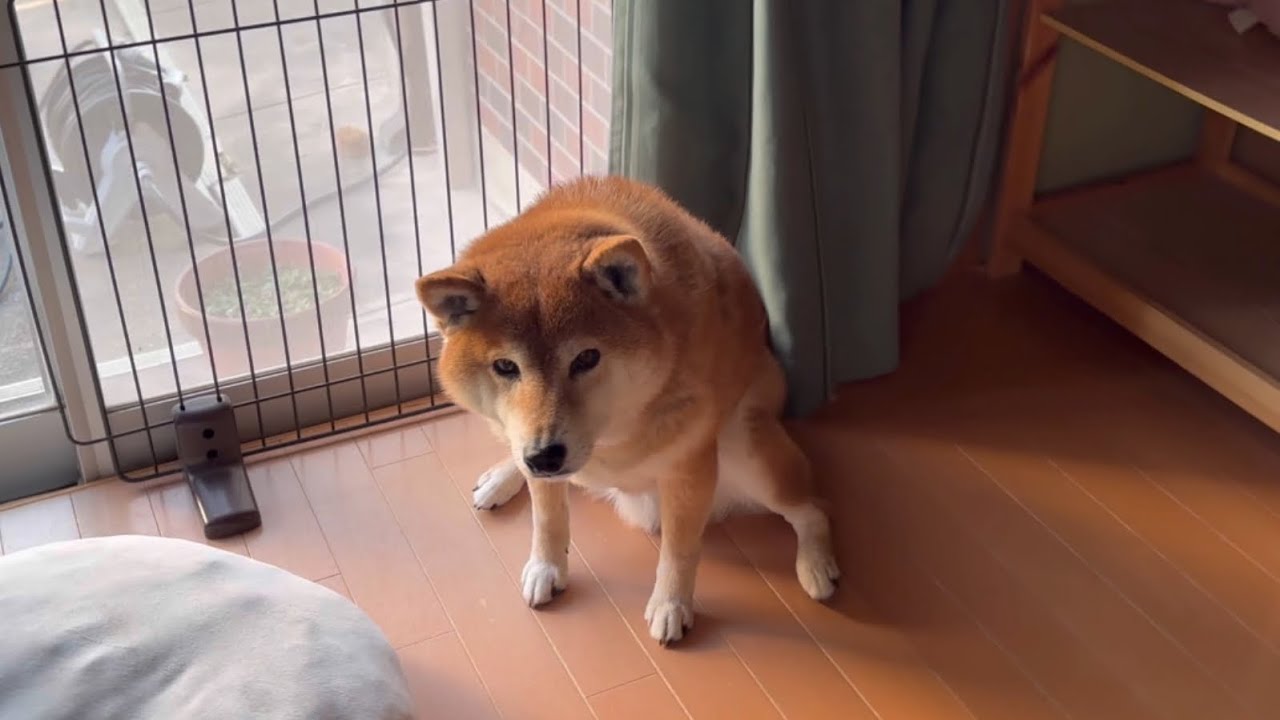 怒られている柴犬