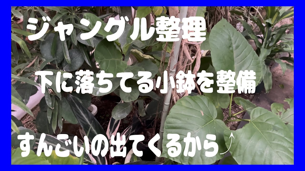 【ジャングル整理】落ちている小鉢を整理すると、出てくる出てくる宝の山⤴︎