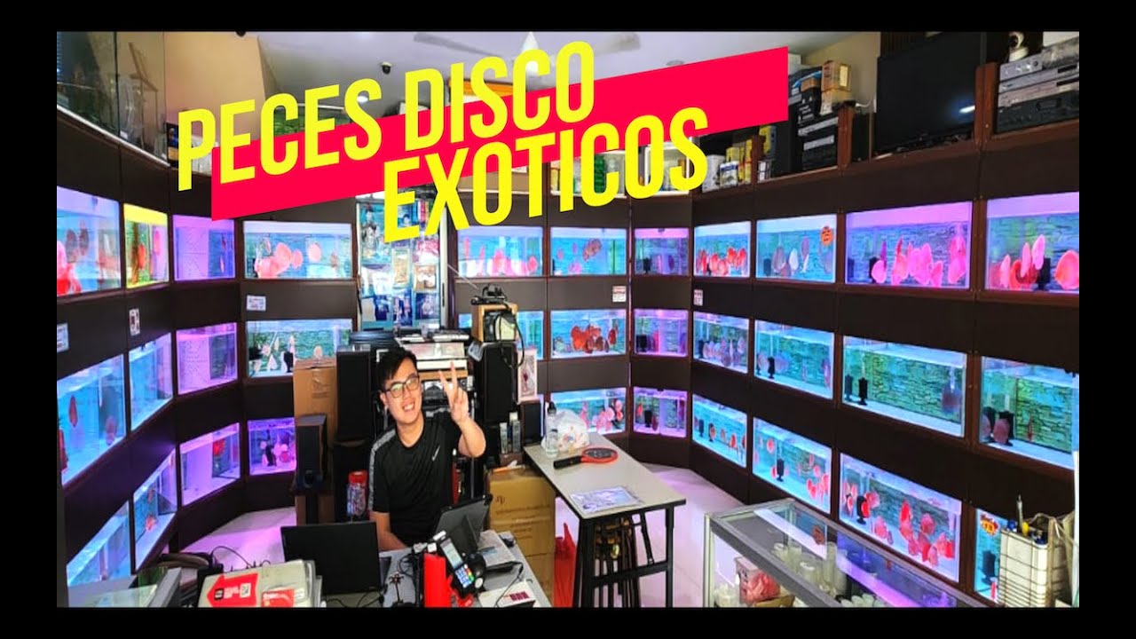 ASÍ VENDEN PECES DISCO EN SINGAPUR😱🐟🐠🐡