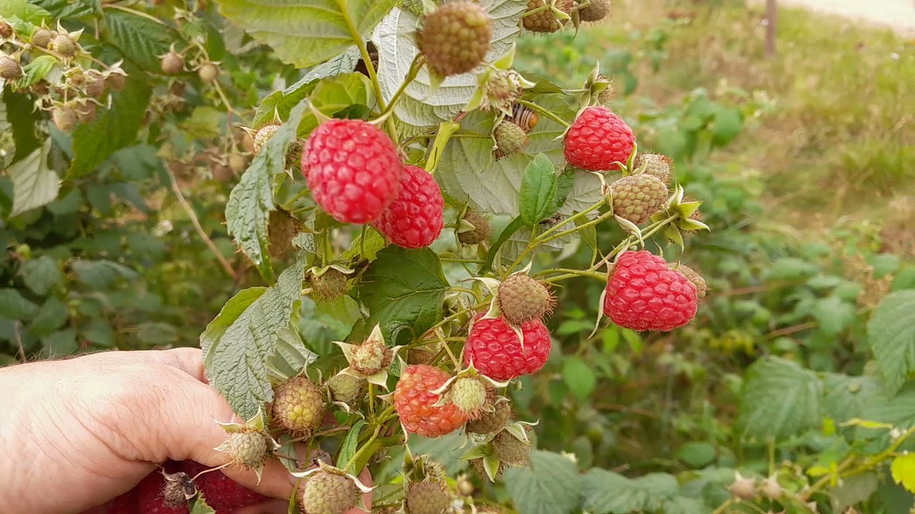 Smakelijk, productief en kwaliteits-framboos 'Rubus Erika' ( Echt super!)