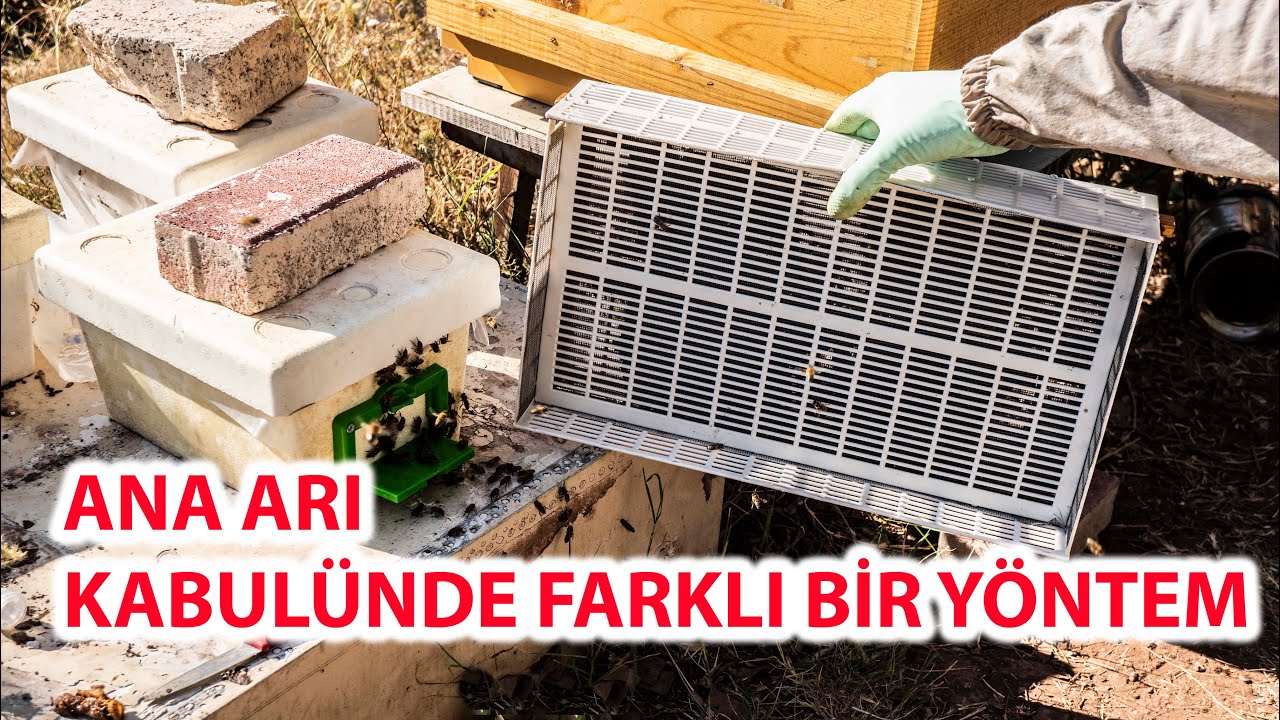 ANA ARI KABULÜNDE FARKLI BİR YÖNTEM | Çiftleştirme Kutusunu Kovana Komple Verme | Kolay Ana Kabulü