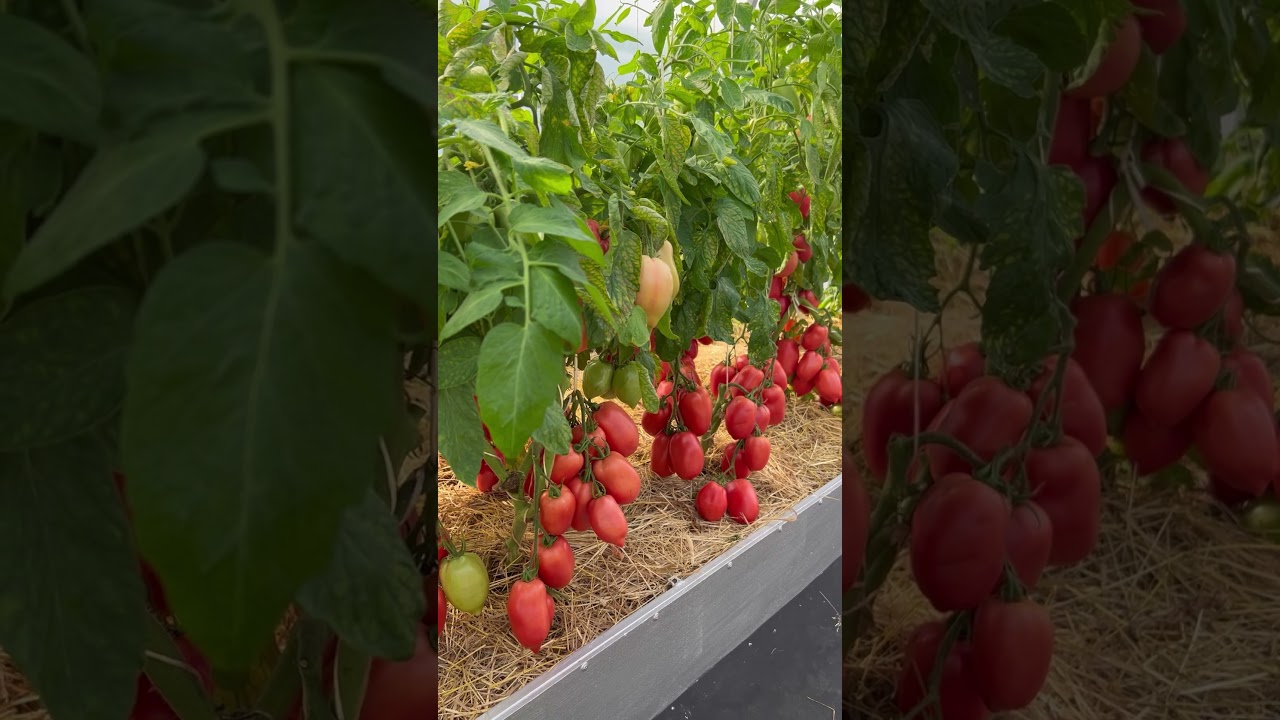 🍅 Ох уж этот томат Сулейман &mdash; покоритель сердец, звезда очей моих! #SemenaPartnerShorts