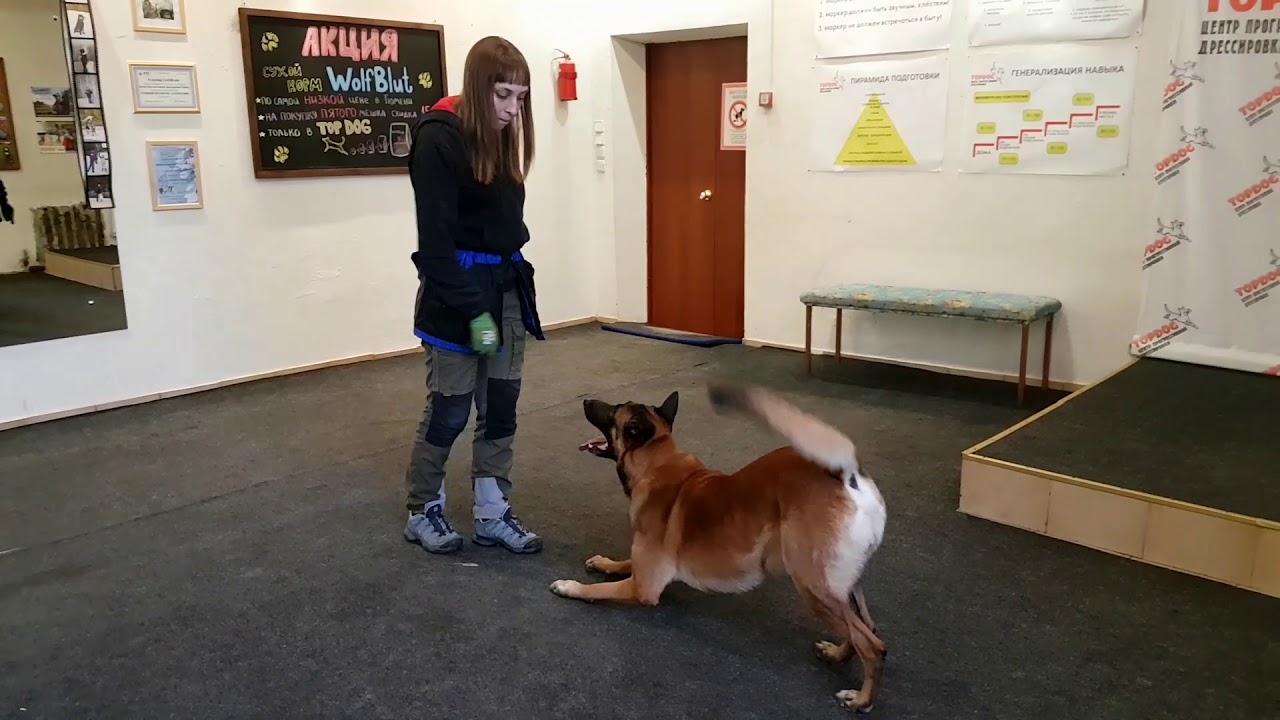 Ведущий инструктор центра прогрессивной дрессировки TopDog и бельгийская овчарка малинуа Кабум.