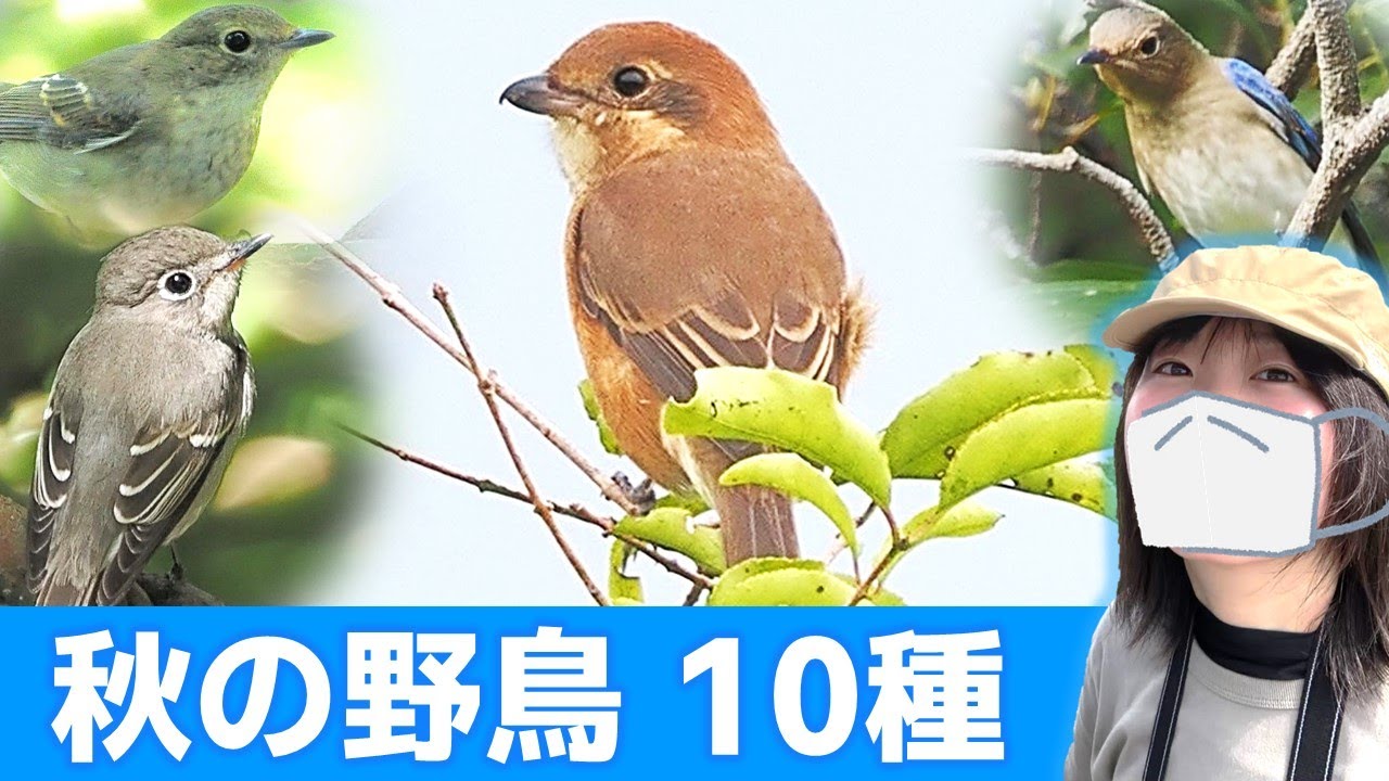 モズの鳴き声♪秋は鳥がいっぱい！【野鳥撮影vlog】