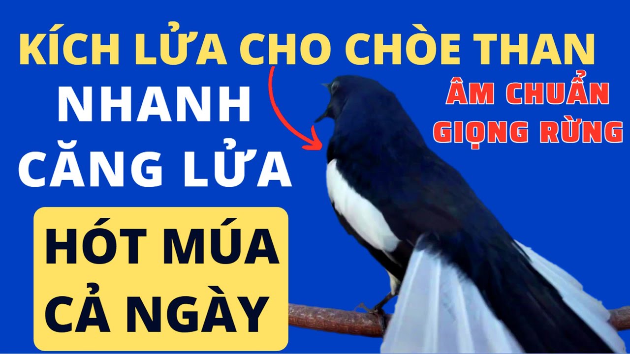 Chòe Than Hót Chuẩn GIỌNG NÚI RỪNG Kích Chòe Than Hót Đấu Luyện Choè than HÓT HAY choe than#choethan