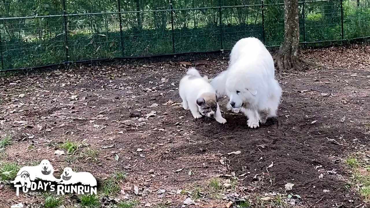 ルンルンの穴掘りスキルを積極的に学ぶベルです　Great Pyrenees　グレートピレニーズ