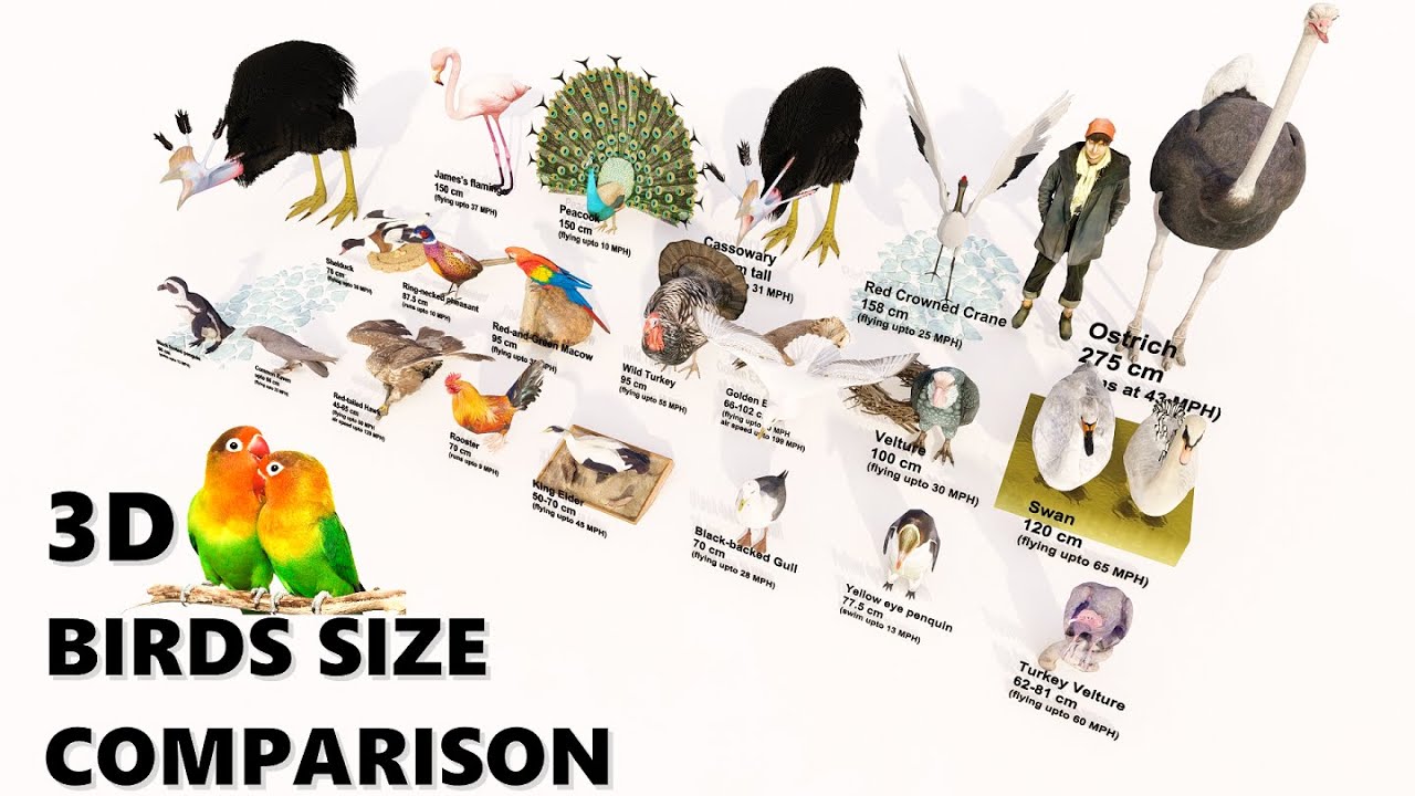 Birds Size 3D Comparison 🦅🦆🦜🦢🐦🦩