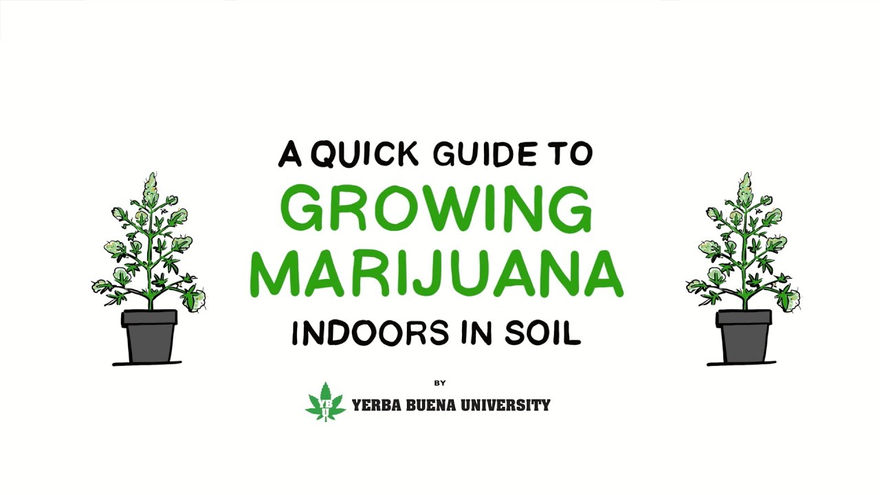 5.  Flower Stage - An Illustrated Guide to Growing Marijuana Indoors in Soil