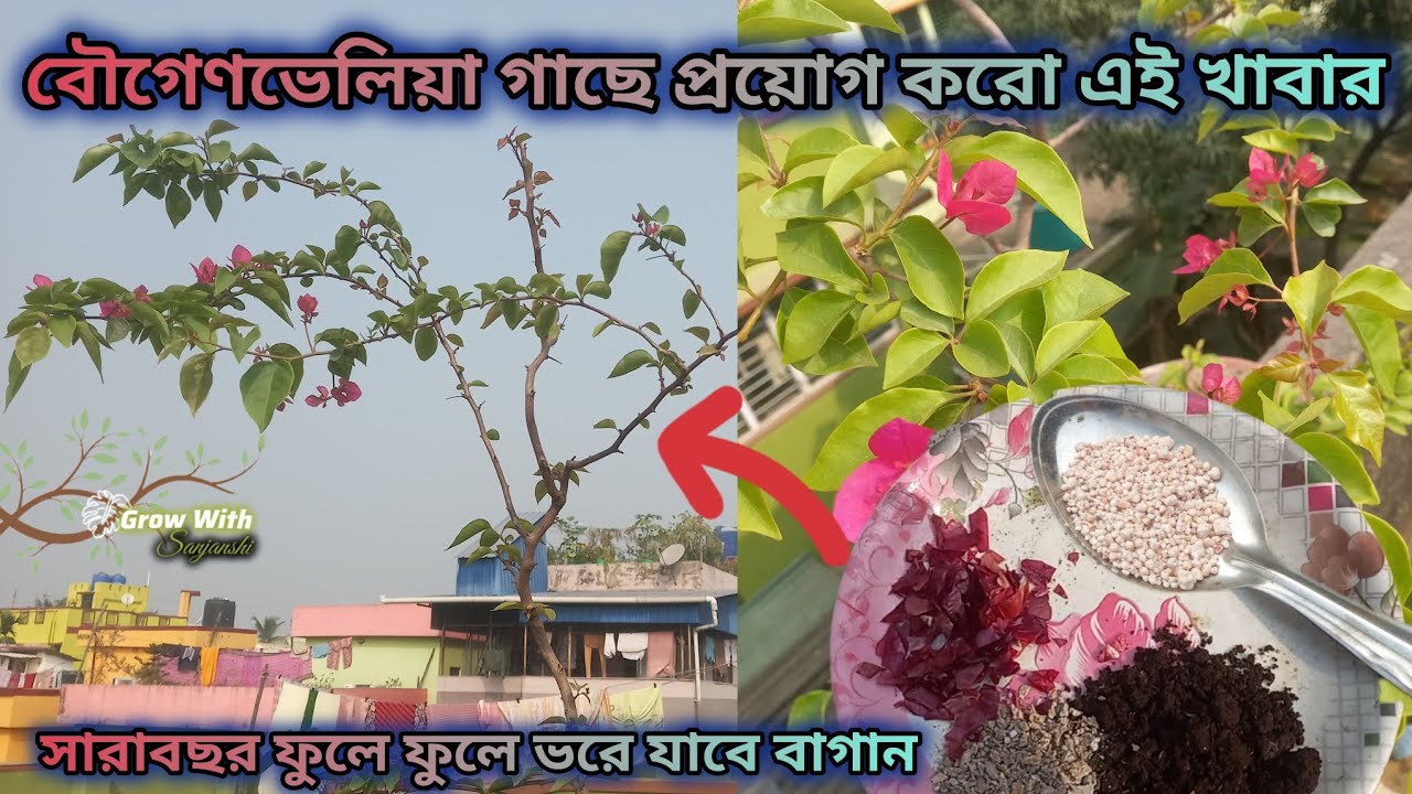 Bougainvillea গাছে প্রচুর পরিমাণে ফুল পেতে অবশ্যই করো এই পরিচর্যা🌸🦋| #Bougainvillea careing tips ☁️🌿