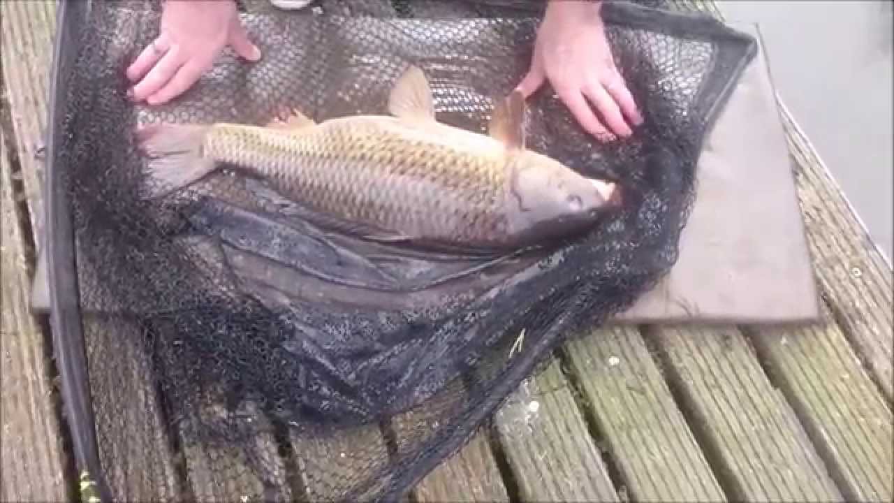 Karperen in de polder aan de oppervlakte